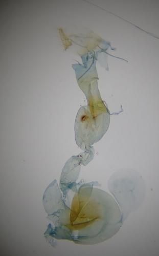 Réf. 268 428 : Scoparia basistrigalis